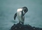 Galapagos Penguin picture