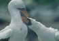 Masked Booby picture