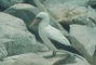 Masked Booby picture