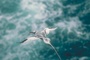 Red-billed Tropicbird picture