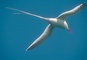 Red-billed Tropicbird picture