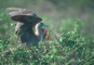 Red-footed Booby picture