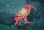 Sally Lightfoot Crab picture