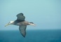 Waved Albatross picture