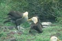 Waved Albatross picture