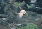 Waved Albatross picture