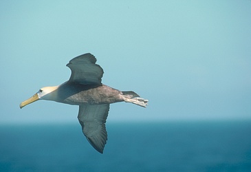 Waved Albatross