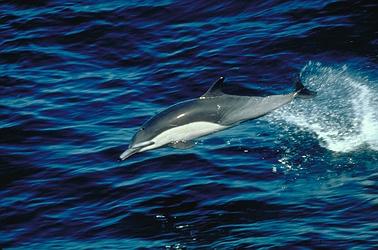 Common Dolphin