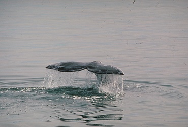 Gray Whale