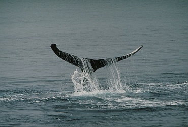 Humpback Whale