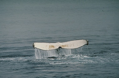 Humpback Whale