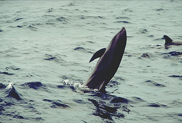 Melon-headed Whale