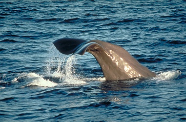 Sperm Whale