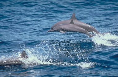 Spinner Dolphin