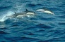 Common Dolphin picture