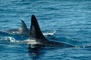 Killer Whale picture