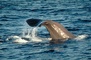 Sperm Whale picture