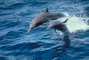 Spinner Dolphin picture