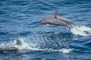 Spinner Dolphin picture