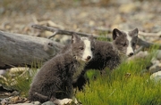 Arctic fox Mousepad