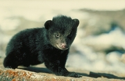 Black Bear Magnet