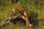 Red Fox Poster