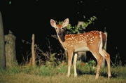 White-tailed deer T-Shirt