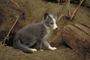 Arctic fox picture