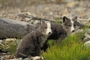 Arctic fox picture