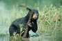 Black Bear picture