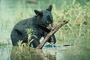 Black Bear picture