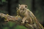 Canada Lynx picture