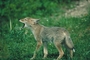 Coyote picture