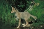 Coyote picture