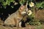 Grey fox picture