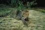 Leopard picture