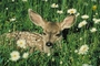 Mule Deer picture