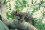 Ocelot picture