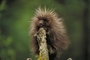 Porcupine picture