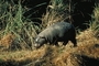 Pygmy Hippopotamus picture