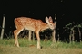 White-tailed deer picture