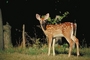 White-tailed deer picture