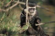 Black and White Colobus Monkey Magnet