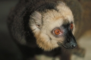 Black and White Ruffed Lemur Magnet