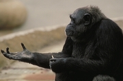 Chimpanzee Magnet