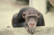 Chimpanzee Magnet