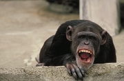 Chimpanzee Magnet