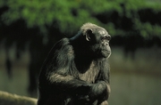 Chimpanzee Magnet