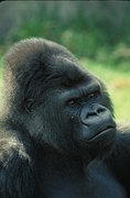 Lowland Gorilla Magnet