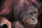 Orangutan Mousepad